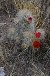 Tephrocactus floccosus var ovoides Nazca to Puquio GPS191 Peru_Chile 2014_0151.jpg
